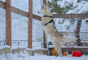 雪遊びするよりも景色を楽しみたい！？風流なハスキー犬に「可愛いしカッコいいし美しい」「なんてロマンチックなハスキーなんだ」