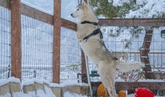 雪遊びするよりも景色を楽しみたい!?風流なハスキー犬に「可愛いしカッコいいし美しい」「なんてロマンチックなハスキーなんだ」