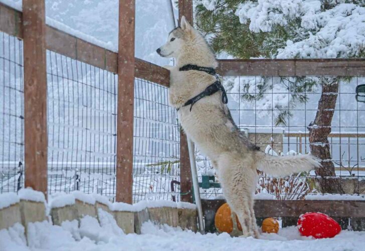 雪遊びするよりも景色を楽しみたい！？風流なハスキー犬に「可愛いしカッコいいし美しい」「なんてロマンチックなハスキーなんだ」