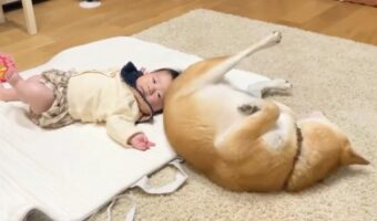 柴犬による寝返り指導?赤ちゃんに手本を見せる姿が話題に!「お手本見せてる姿が可愛い」「お尻が頭当たっても動じない赤ちゃんが可愛い」