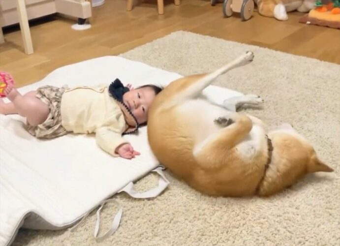 柴犬による寝返り指導？赤ちゃんに手本を見せる姿が話題に！「お手本見せてる姿が可愛い」「お尻が頭当たっても動じない赤ちゃんが可愛い」