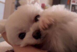 「よしよしして〜」とおねだりするマルチーズがかわいすぎる！愛犬と過ごす幸せな朝のワンシーンにほっこり