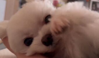 「よしよしして〜」とおねだりするマルチーズがかわいすぎる!愛犬と過ごす幸せな朝のワンシーンにほっこり