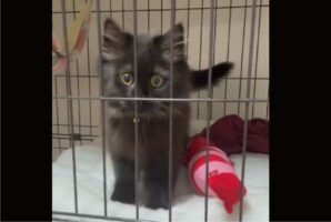 愛猫の子猫時代に悶絶した動画を再び見て、飼い主さんはまた悶絶！ふみふみする子猫がかわいすぎる！！