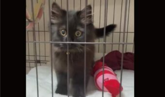 愛猫の子猫時代に悶絶した動画を再び見て、飼い主さんはまた悶絶！ふみふみする子猫がかわいすぎる！！