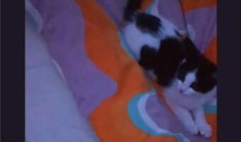 夜中に始まったわちゃわちゃタイム。子猫が寝るかと思ったら・・お兄ちゃんに遊んでほしくなった！？【海外・動画】