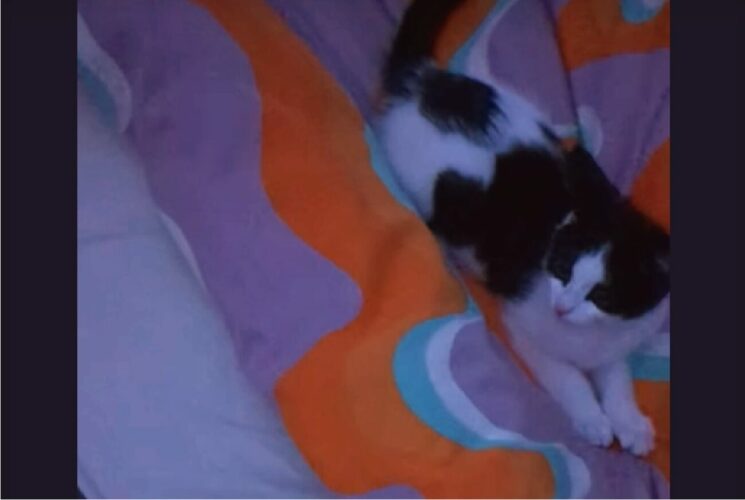 夜中に始まったわちゃわちゃタイム。子猫が寝るかと思ったら・・お兄ちゃんに遊んでほしくなった！？【海外・動画】