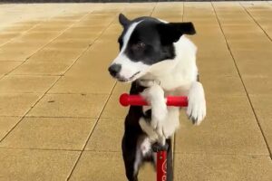 見事な乗りこなし！ボーダーコリーがキックボードで上手に前に進んでいく！！【海外・動画】
