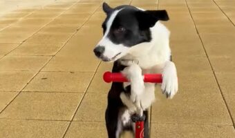 見事な乗りこなし！ボーダーコリーがキックボードで上手に前に進んでいく！！【海外・動画】