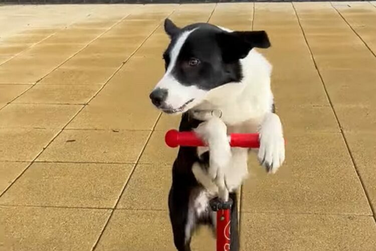 見事な乗りこなし！ボーダーコリーがキックボードで上手に前に進んでいく！！【海外・動画】