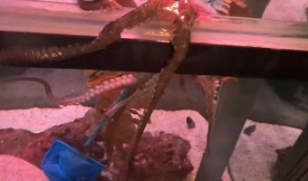 水槽から脱走を目論んだタコ。押しとどめようとしたところ・・、すくい網を奪われた!!【アメリカ・動画】