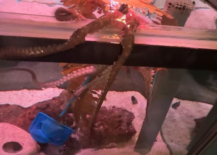 水槽から脱走を目論んだタコ。押しとどめようとしたところ・・、すくい網を奪われた！！【アメリカ・動画】