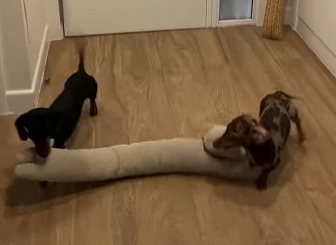 それはオモチャでも仲間でもないよ！ダックスフンドの子犬たちがみつけると、さっそくはむはむし始めたのはドアストッパー？？【海外・動画】