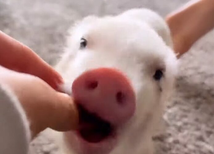 その場でぐるりとひと回転。芸を披露した子ブタは、ご褒美にイチゴをもらえてご機嫌！！【アメリカ・動画】