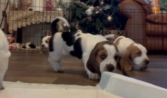 ちょこまか動き回るのがかわいいバセットハウンドの子犬たち。そのうち1匹がカメラを発見すると、驚きの行動に!!【アメリカ・動画】