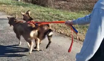 全力で走る2匹のミニヤギ。飼い主さんが乗るスケートボードもソリみたいに曳いていきます！！【海外・動画】
