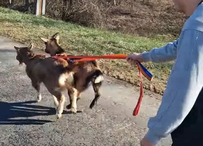 全力で走る2匹のミニヤギ。飼い主さんが乗るスケートボードもソリみたいに曳いていきます！！【海外・動画】