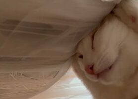 心地いい温度なのかな？お昼寝中の猫をよく見たら・・スゴい体勢で寝てる！！【海外・動画】