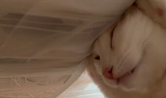 心地いい温度なのかな?お昼寝中の猫をよく見たら・・スゴい体勢で寝てる!!【海外・動画】