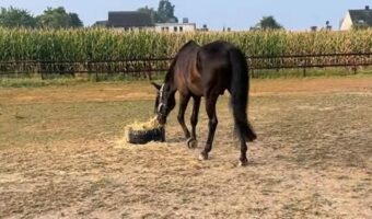 食事をしようとした馬もビックリ！飼い葉をもぐもぐしようと顔を寄せた・・次の瞬間！！【海外・動画】