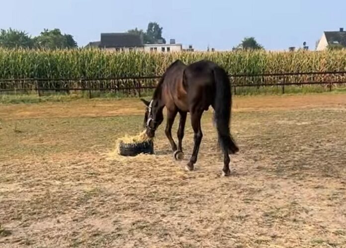 食事をしようとした馬もビックリ！飼い葉をもぐもぐしようと顔を寄せた・・次の瞬間！！【海外・動画】