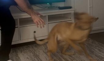 だっこしている愛犬を下ろしたら・・飼い主さんも困惑するほどエネルギーが大爆発!?その場でグルグル大回転!!【海外・動画】