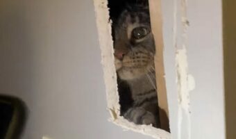 愛猫の救出劇！冒険好きな猫がいないと思ったら・・壁の裏からその声が！？！？壁に穴を開けて捜索開始！！【アメリカ・動画】
