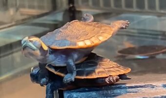甲羅干しをするカメ。よく見ると・・同じく甲羅干ししようと上がっていた仲間の甲羅に乗っているじゃないですか!!【海外・動画】