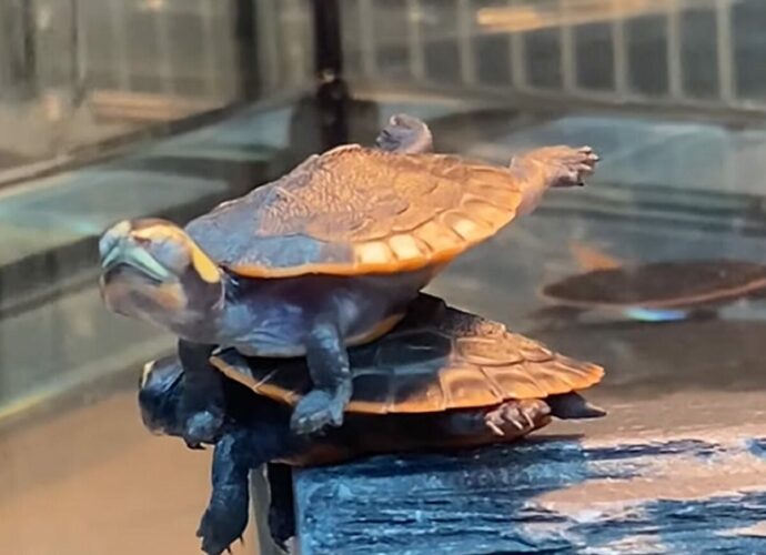 甲羅干しをするカメ。よく見ると・・同じく甲羅干ししようと上がっていた仲間の甲羅に乗っているじゃないですか！！【海外・動画】