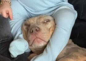 助けを求めてる？視線を送ってくる愛犬。頭を赤ちゃんに椅子にされてしまい困った！？【海外・動画】