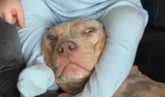 助けを求めてる?視線を送ってくる愛犬。頭を赤ちゃんに椅子にされてしまい困った!?【海外・動画】