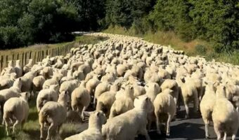 道いっぱいに広がる真っ白なもふもふ。2,000頭のヒツジたちが移動中!!【海外・動画】