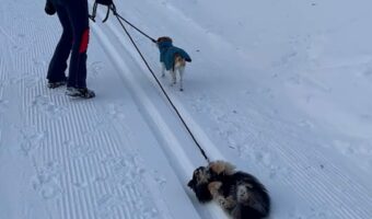 雪山まで散歩するはずが！？愛犬が寝転んで起き上がらない！！【海外・動画】