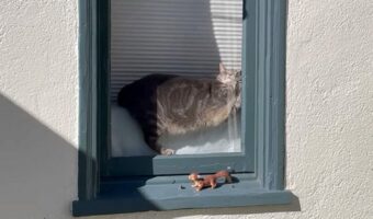 窓辺でお昼寝する猫。だけどその体勢・・キツくないの??【アメリカ・動画】