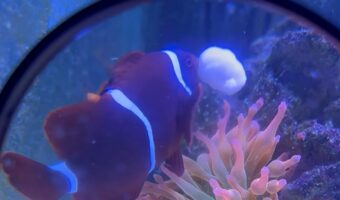 クマノミが餌やりをしている？？くわえこんでいるごはんを・・イソギンチャクに渡した！？！？【アメリカ・動画】