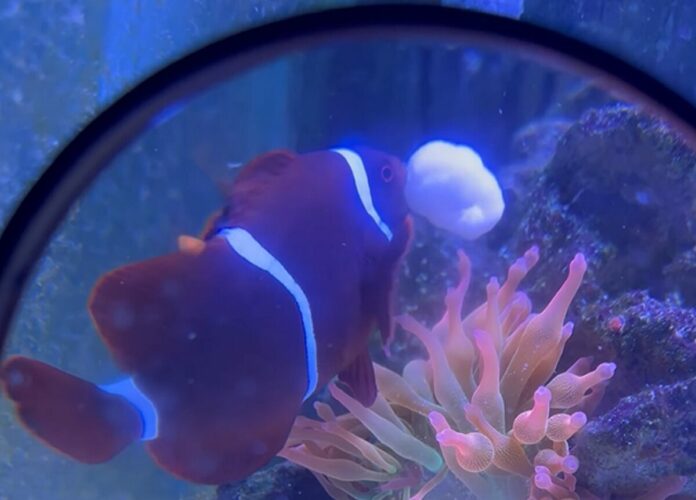 クマノミが餌やりをしている？？くわえこんでいるごはんを・・イソギンチャクに渡した！？！？【アメリカ・動画】