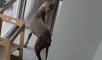 外出したフリをして身を潜めてみると・・。飼い主さんがお出かけしたと考えた愛犬たちは驚きの行動に！！【海外・動画】