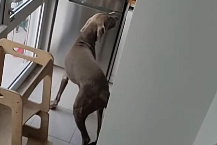 外出したフリをして身を潜めてみると・・。飼い主さんがお出かけしたと考えた愛犬たちは驚きの行動に！！【海外・動画】