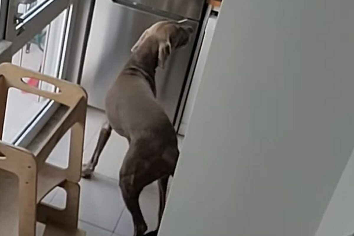 外出したフリをして身を潜めてみると・・。飼い主さんがお出かけしたと考えた愛犬たちは驚きの行動に!!【海外・動画】