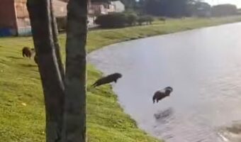 水に飛び込むカピバラたち。狙っているのか、手前の子から順番にダイブしていきました!!