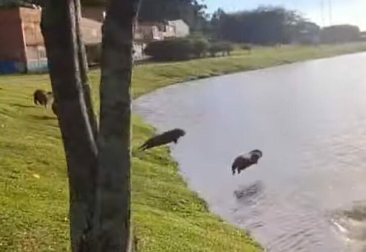 水に飛び込むカピバラたち。狙っているのか、手前の子から順番にダイブしていきました！！