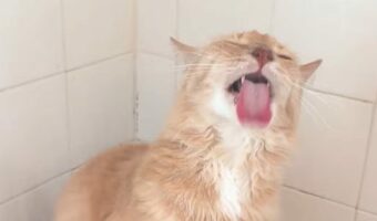 宙に向かってペロペロ。猫が舐めているのは・・シャワーからの水です!!