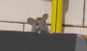 ひょこっと顔を出すかわいいネズミ。だけどその場所はよりによって・・【海外・動画】