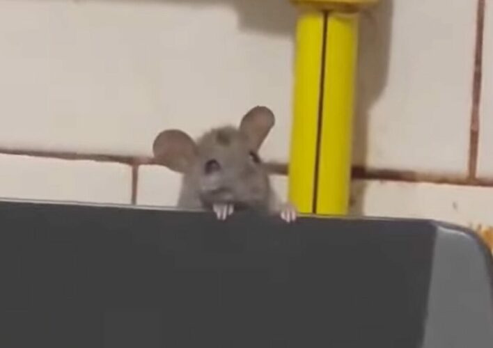 ひょこっと顔を出すかわいいネズミ。だけどその場所はよりによって・・【海外・動画】