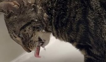 子猫は蛇口から水を飲むのが得意じゃない？口ではなく頭で水を受けています！！【アメリカ・動画】