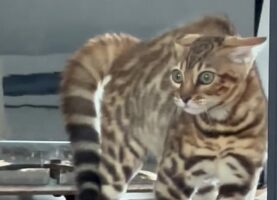 音の出るオモチャで遊んでいた子猫がピタっ！やんのかステップの構えで動かなくなったその理由とは！？