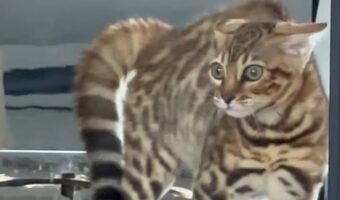 音の出るオモチャで遊んでいた子猫がピタっ!やんのかステップの構えで動かなくなったその理由とは!?