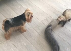 チューブトンネルをくぐって遊ぶフェレットたちとその様子を見守るヨークシャテリア。みんな仲良しでかわいい！！