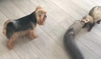 チューブトンネルをくぐって遊ぶフェレットたちとその様子を見守るヨークシャテリア。みんな仲良しでかわいい！！