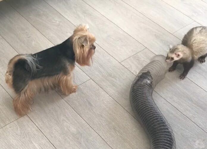 チューブトンネルをくぐって遊ぶフェレットたちとその様子を見守るヨークシャテリア。みんな仲良しでかわいい！！